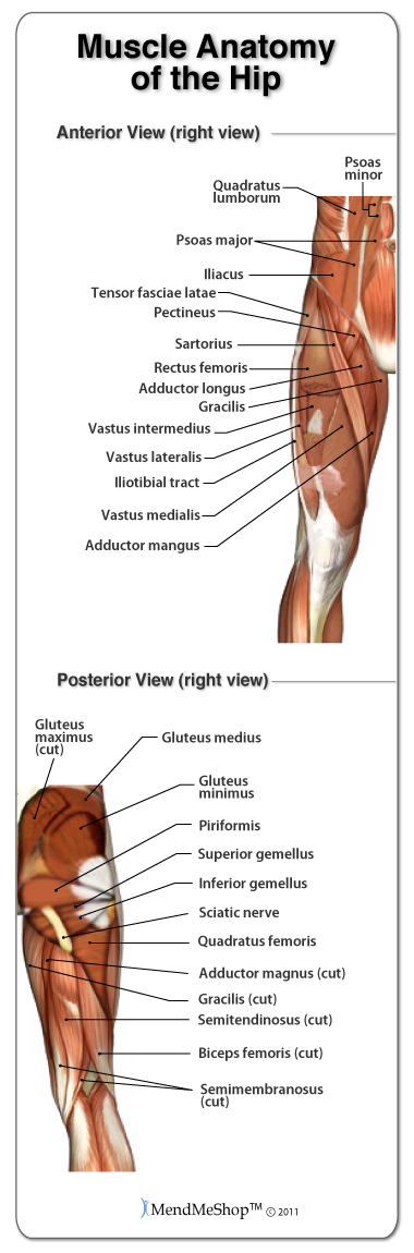 The muscles in the pelvis, hip and upper leg work together to move the hip and rotate the leg in the acetabular joint.